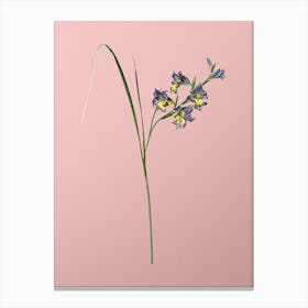 Vintage Gladiolus Ringens Botanical on Soft Pink n.0271 Canvas Print