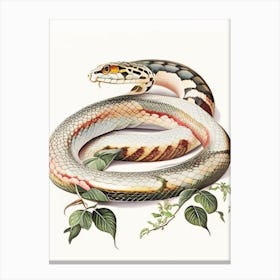 Boa Constrictor Snake Vintage Canvas Print