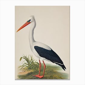 Stork James Audubon Vintage Style Bird Canvas Print