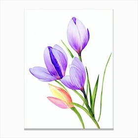 Crocus Watercolour Flower Canvas Print