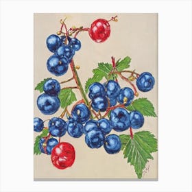 Redcurrant Vintage Sketch Fruit Canvas Print