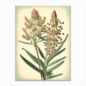 Prairie Milkweed Wildflower Vintage Botanical 2 Canvas Print