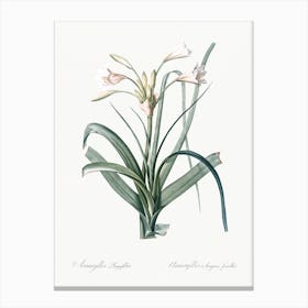 Malgas Lily, Pierre Joseph Redoute Canvas Print