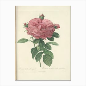 Rose Illustration from Les Roses Vol.3, Pierre Joseph Redoute Canvas Print