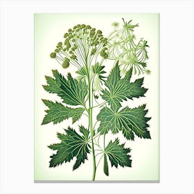 Angelica Herb Vintage Botanical Canvas Print