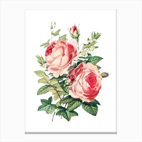 Roses 3 Canvas Print