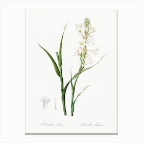 Polianthes Tuberosa, Pierre Joseph Redoute Canvas Print