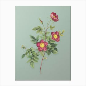 Vintage Alpine Rose Botanical Art on Mint Green n.0334 Canvas Print