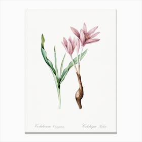 Autumn Crocus Illustration From Les Liliacées, Pierre Joseph Redoute Canvas Print