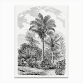 Vintage Palm Tree Art Print _2643189 Canvas Print