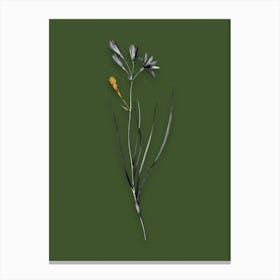 Vintage Amaryllis Montana Black and White Gold Leaf Floral Art on Olive Green n.0435 Canvas Print
