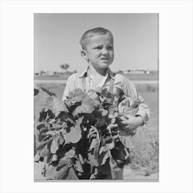 Little Boy With Sack Of Vegetables From The Community Garden At The Casa Grande Valley Farms, Pinal County 1 Canvas Print