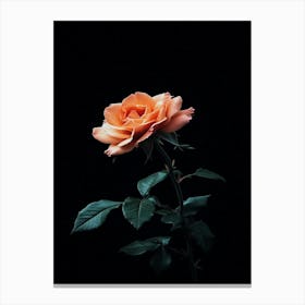 Dark Rose 65 Canvas Print