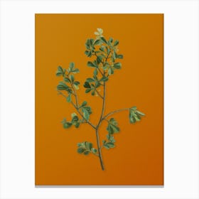 Vintage European Buckthorn Botanical on Sunset Orange n.0103 Canvas Print
