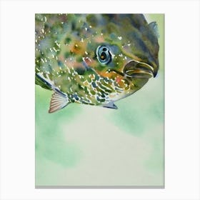 Grouper II Storybook Watercolour Canvas Print