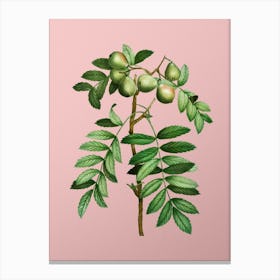 Vintage Service Tree Botanical on Soft Pink n.0248 Canvas Print