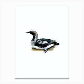 Vintage Black Throated Loon Bird Illustration on Pure White n.0164 Canvas Print