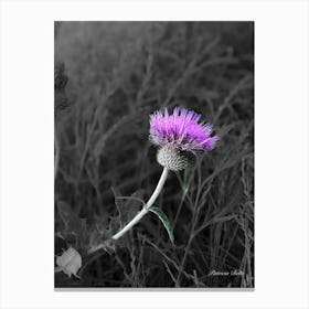 Thistle - Photograph Canvas Print