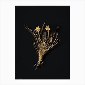 Vintage Golden Blue eyed Grass Botanical in Gold on Black n.0283 Canvas Print