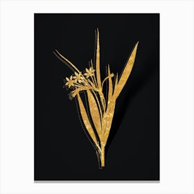 Vintage White Baboon Root Botanical in Gold on Black n.0136 Canvas Print