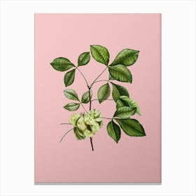 Vintage Common Hoptree Botanical on Soft Pink n.0972 Canvas Print