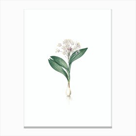 Vintage Pygmy Hyacinth Botanical Illustration on Pure White n.0044 Canvas Print