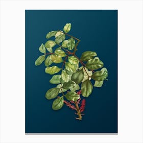 Vintage Carob Tree Botanical Art on Teal Blue Canvas Print