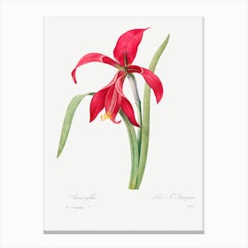 Amaryllis, Pierre Joseph Redouté Canvas Print