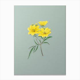 Vintage Golden Coreopsis Flower Botanical Art on Mint Green n.0937 Canvas Print
