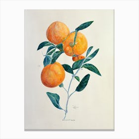 Orange Tree Branch Canvas Print