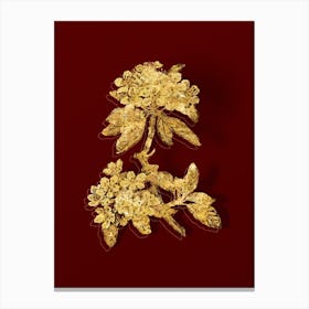 Vintage Almond Leaved Pear Botanical in Gold on Red n.0090 Canvas Print