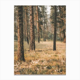 Western Forest Scenery Canvas Print
