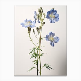Pressed Wildflower Botanical Art Jacobs Ladder Canvas Print