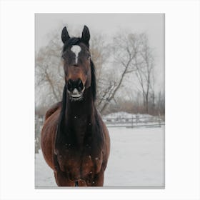 Horse And Snow 2 Canvas Print