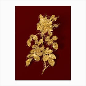 Vintage Four Seasons Rose in Bloom Botanical in Gold on Red n.0071 Canvas Print