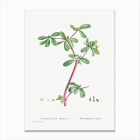 Portulaca Oleracea, Pierre Joseph Redoute Canvas Print