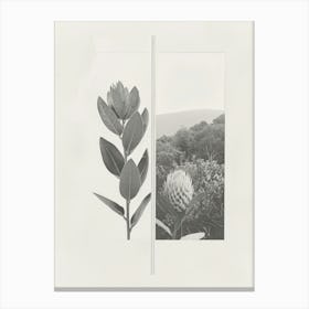 Protea Flower Photo Collage 3 Canvas Print
