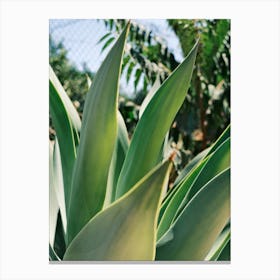 Green Agave plant // Ibiza Nature & Travel Photography Canvas Print
