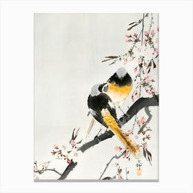 Two sable red tails with cherry blossom Canvas Print