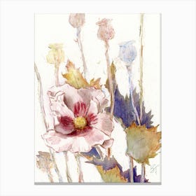 Poppy Watercolor Sketch Canvas Print