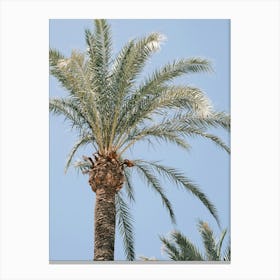 Palmtree // Ibiza Nature & Travel Photography Canvas Print