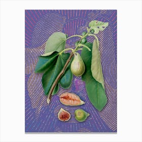 Vintage Monaco Fig Botanical Illustration on Veri Peri n.0603 Canvas Print