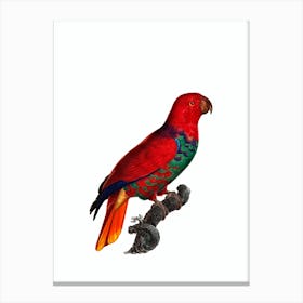 Vintage Eclectus Parrot Bird Illustration on Pure White Canvas Print