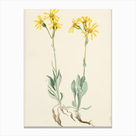 Yellow Daisy Canvas Print