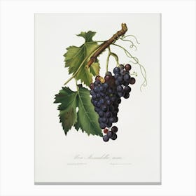 Black Grape (Vitis Vinifera) From Pomona Italiana (1817 - 1839), Giorgio Gallesio Canvas Print