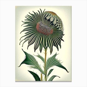 Coneflower Wildflower Vintage Botanical 1 Canvas Print