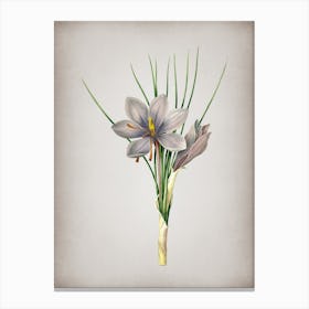 Vintage Autumn Crocus Botanical on Parchment n.0458 Canvas Print