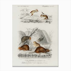 Beaver (Castor) And Jerboa (Dipus), Charles Dessalines D'Orbigny Canvas Print