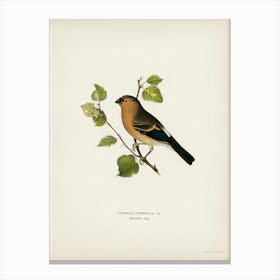 Eurasian Bullfinch (Pyrrhula Pyrrhula), The Von Wright Brothers Canvas Print