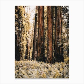 Redwood Forest Floor Canvas Print